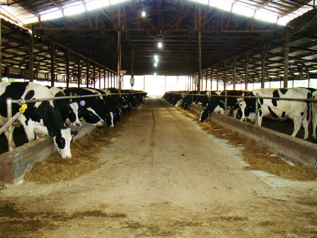 producao de leite produtor da uma virada adotando um novo sistema de producao de leite