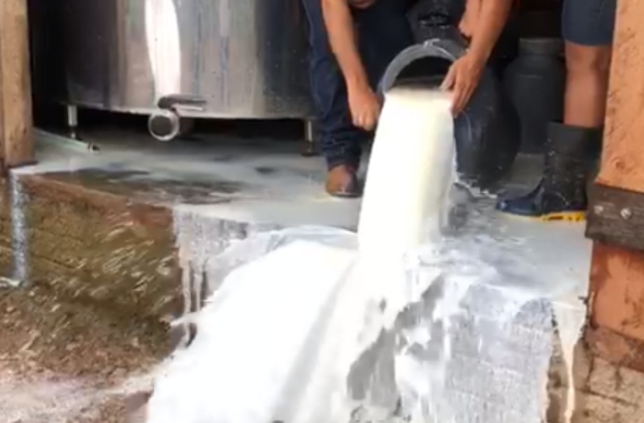 produtor de leite toma prejuizo de r 200 00000