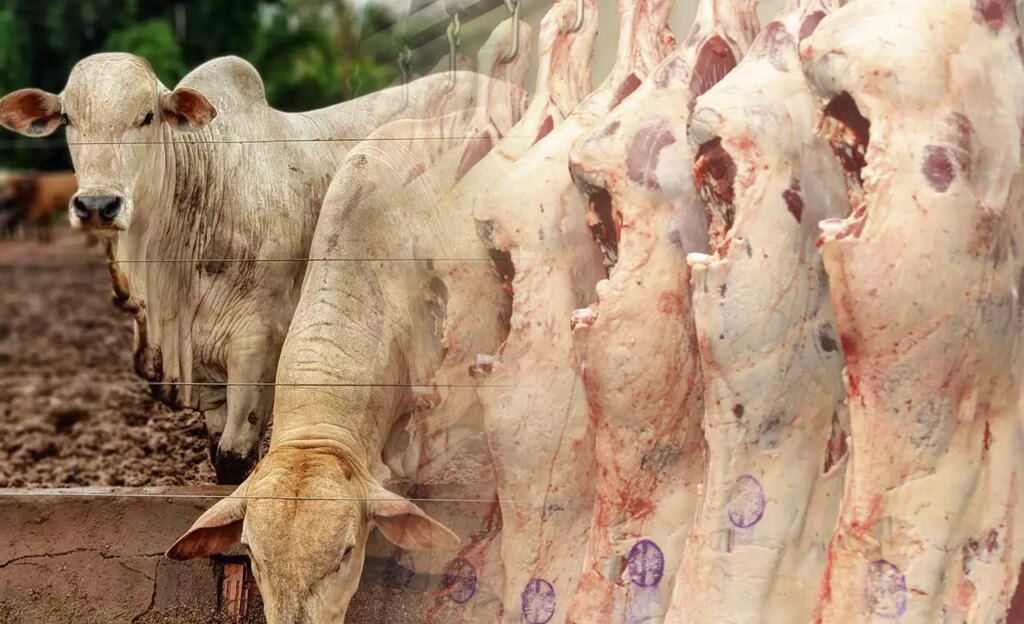 programa de eficiencia de carcaca tem mais 300 mil bovinos avaliados