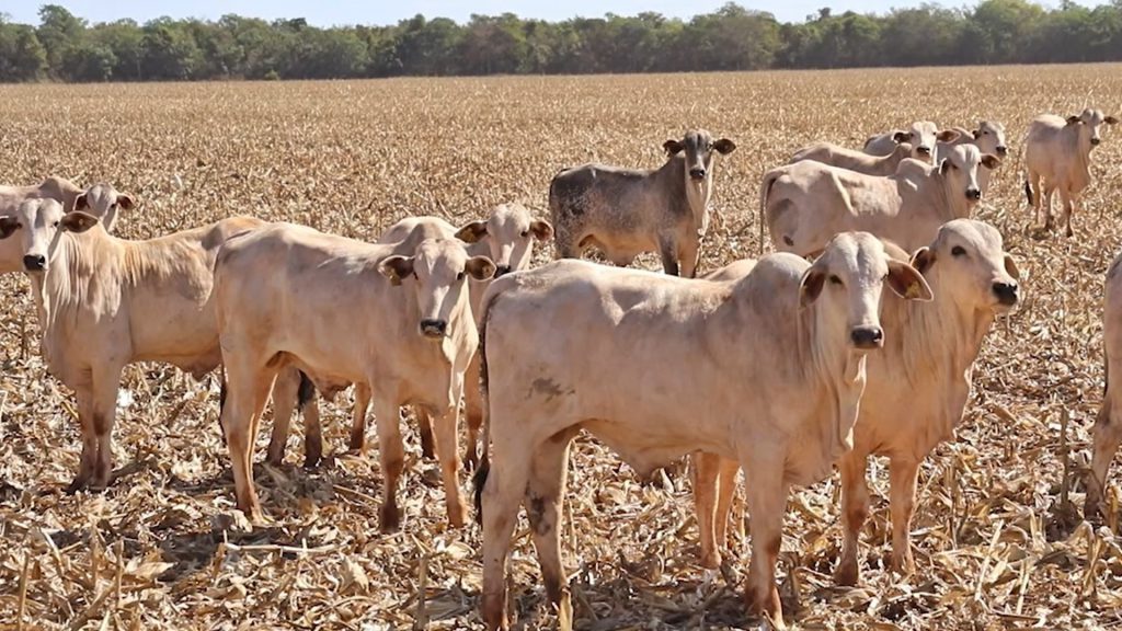 programa pecuaria em foco rip recria intensiva a pasto
