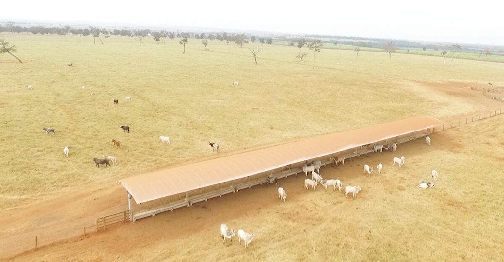 programa pecuaria em foco tip