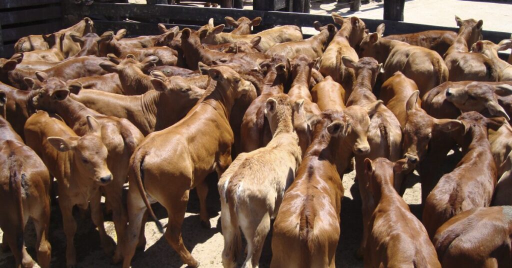 proposta proibe e torna crime a marcacao a ferro candente em animais portal dbo