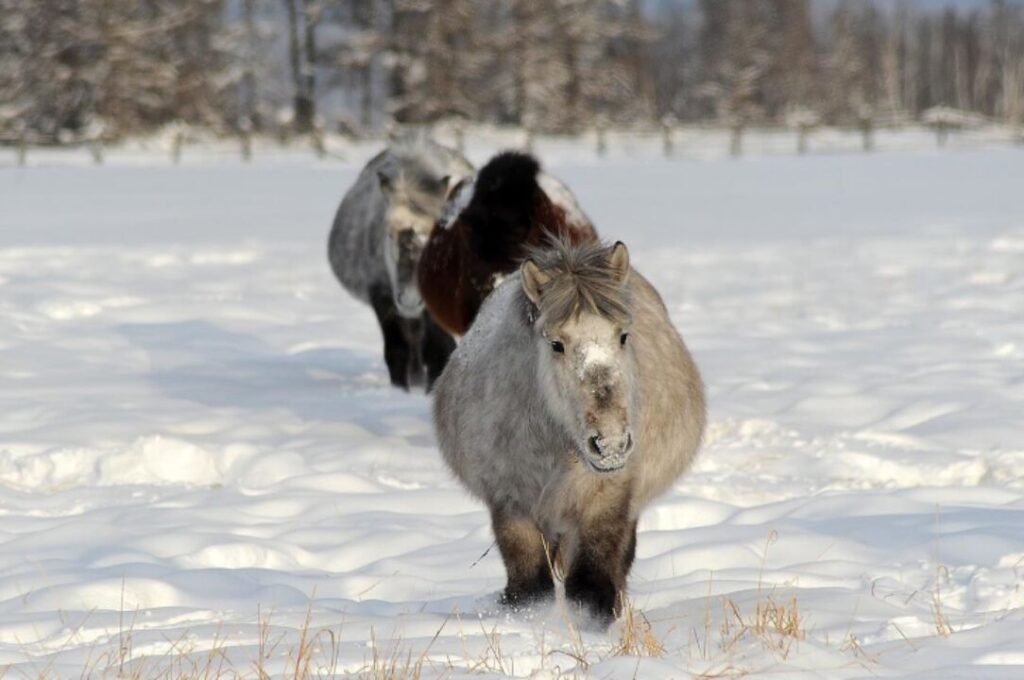 quantas racas de cavalos existem parte 8 1