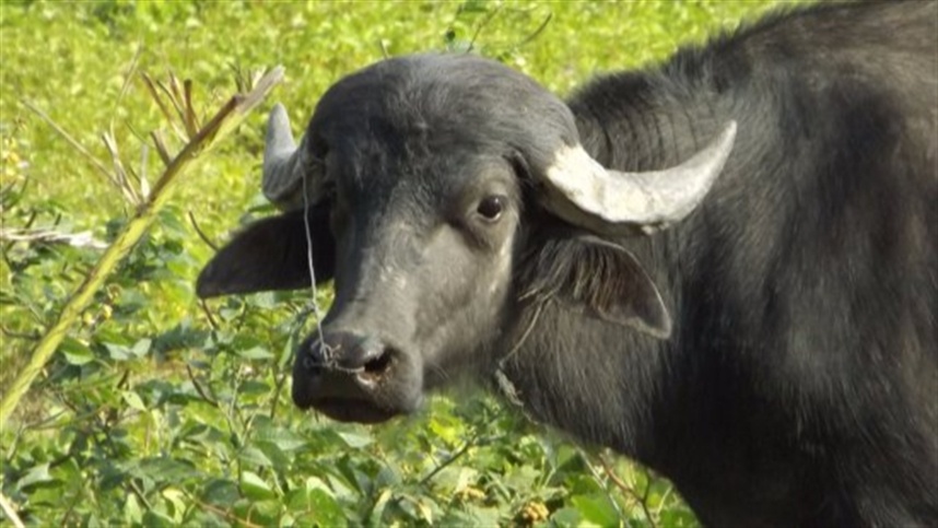 queijo de bufala e atracao gastronomica no para 4