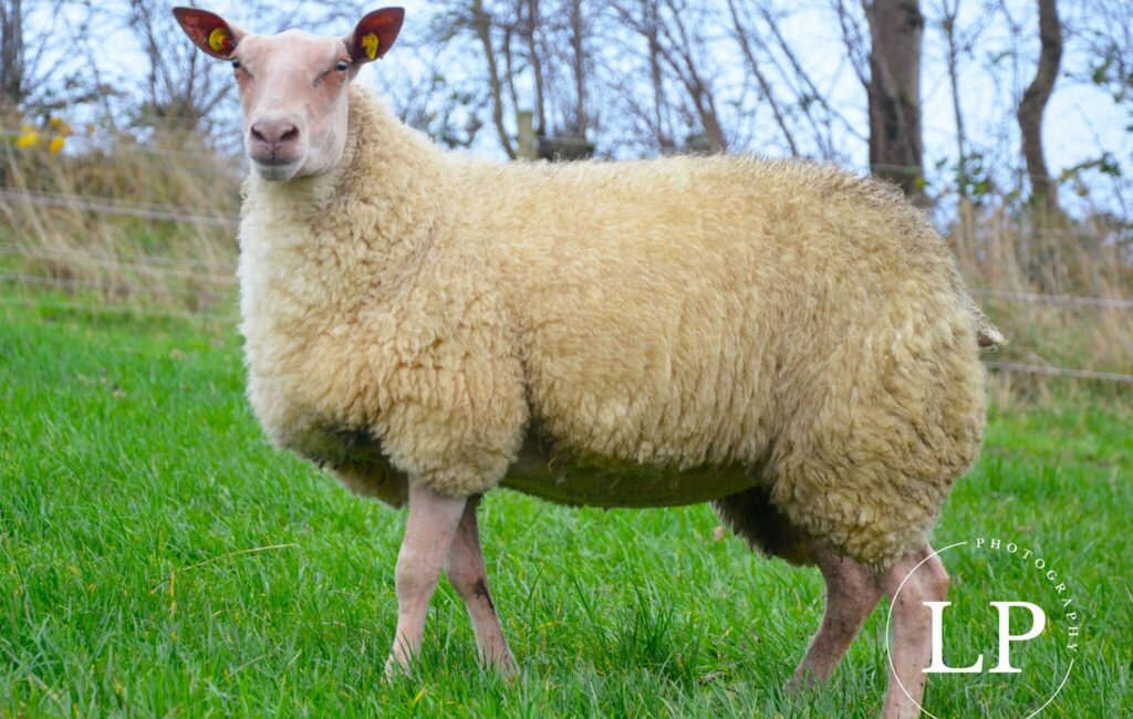 rare and minority breed sale set for tullamore tomorrow 1