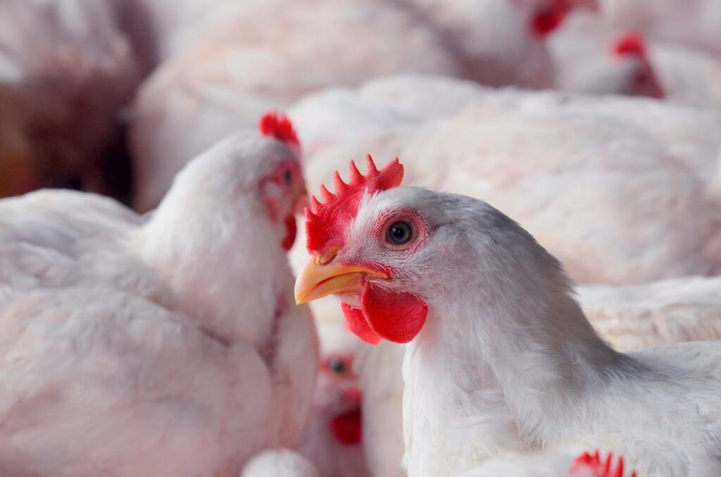 Como melhorar a eficiência na avicultura