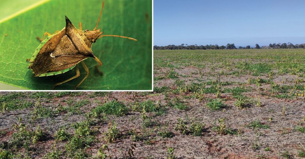 Revista DBO | A ameaça do percevejo Barriga-verde às pastagens de Panicum na ILP • Portal DBO 2 revista dbo a ameaca do percevejo barriga verde as pastagens de panicum na ilp portal dbo
