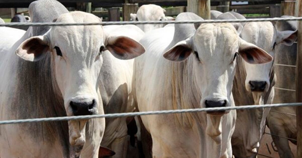 revista dbo leiloes oferta e renda caem em outubro portal dbo