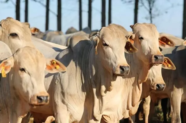 semana termina com preços estáveis 13 semana termina com precos estaveis 1
