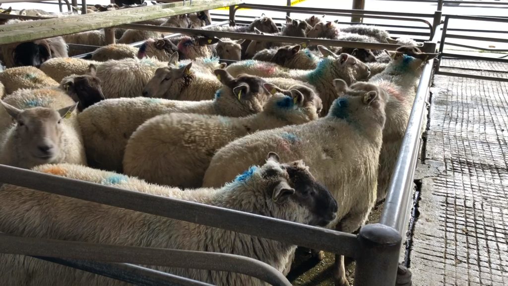 sheep kill throughput falls below 60000 head 1