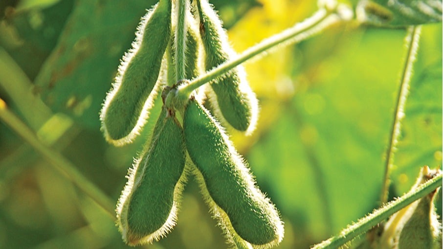 soja semana no br termina com plantio mais lento e negocios acelerados com