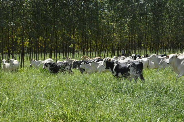 sombra no pasto aumenta a produtividade do gado 1