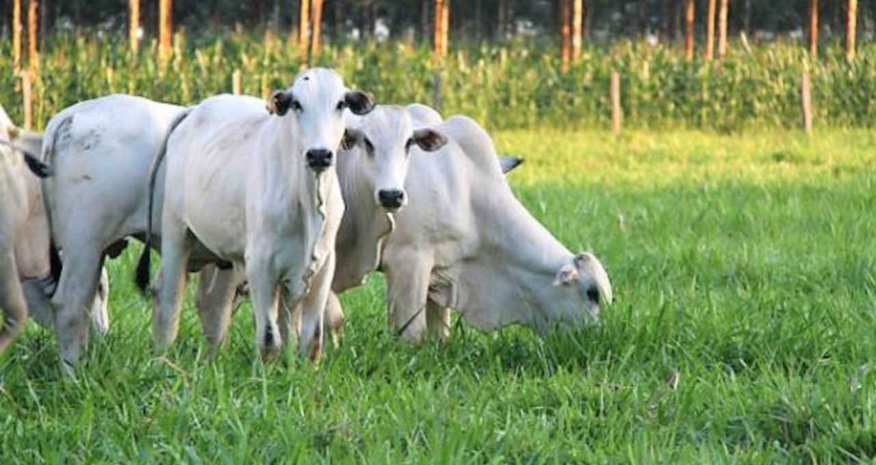 Atacado de carne bovina segue morno