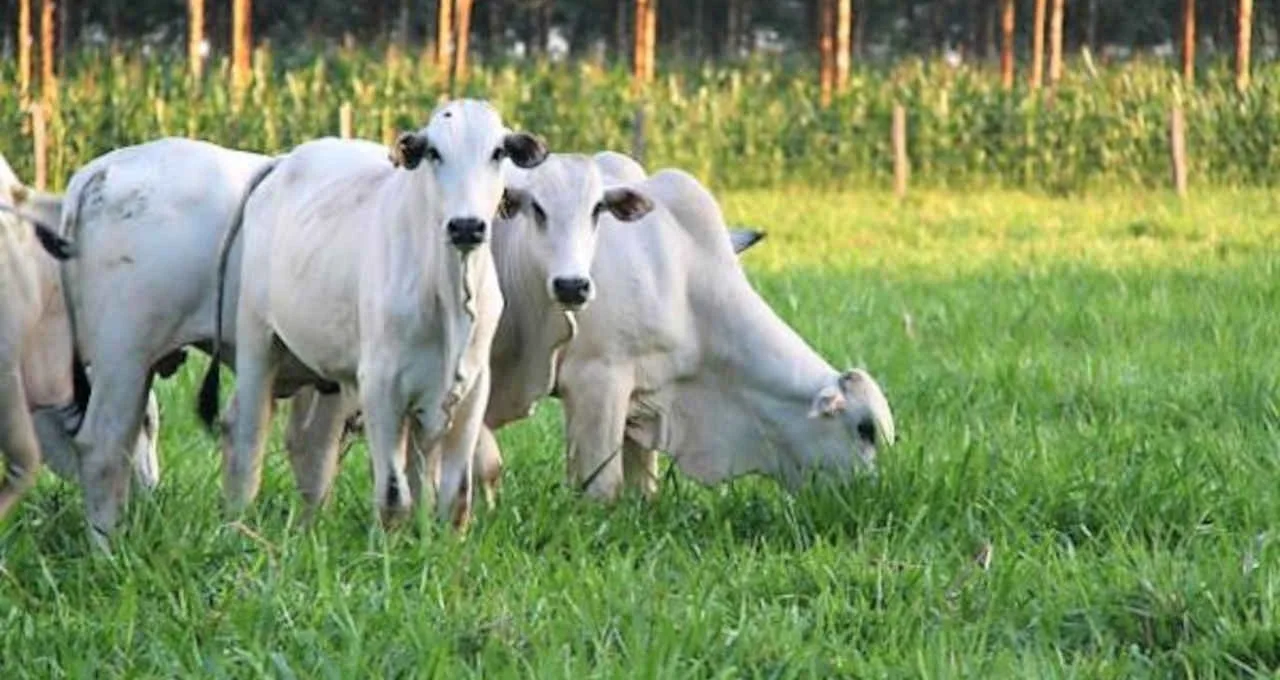 Confira preço boi gordo para essa semana