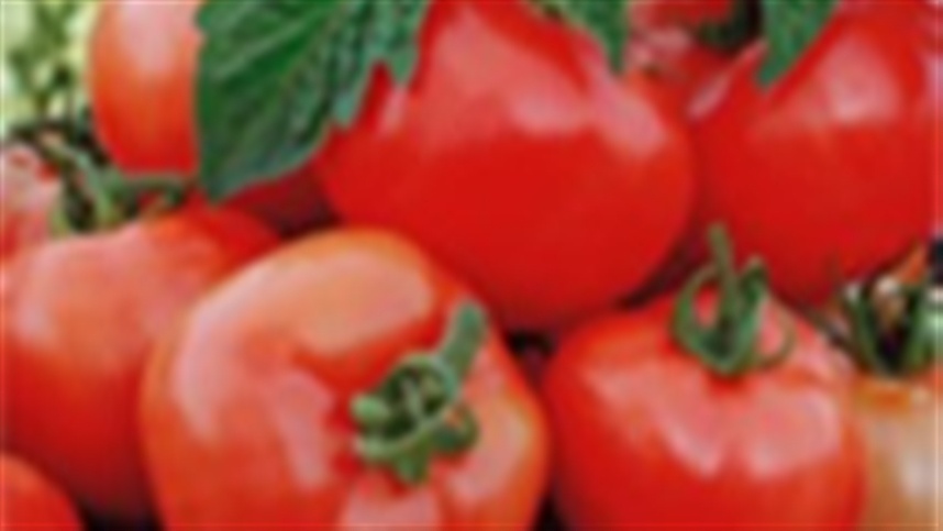 tomate ministerio da saude cita tomate em livro publicado