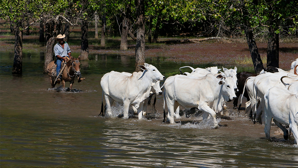 Uso de aditivos naturais demonstra cuidado com o meio ambiente