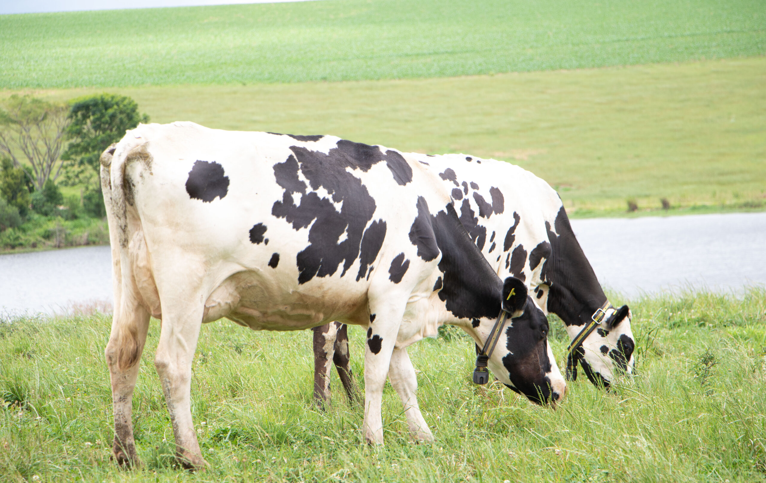 valor de referencia do leite cai para r 22217 em novembro
