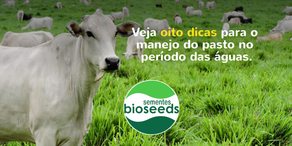 veja oito dicas para o manejo do pasto no periodo das aguas