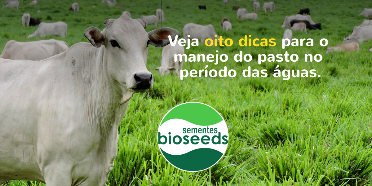 veja oito dicas para o manejo do pasto no periodo das aguas