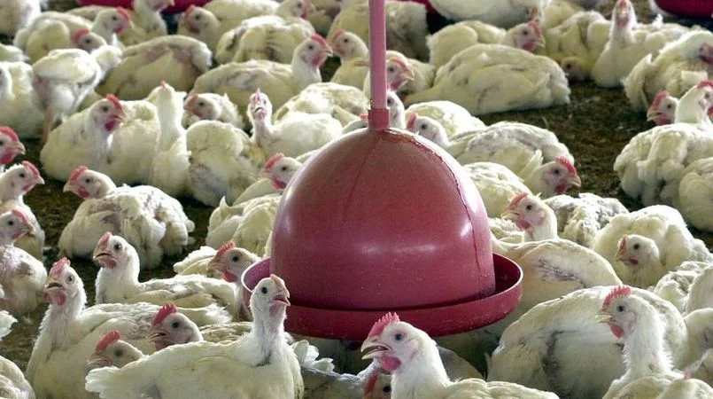 vendas externas de frango batem recorde em fevereiro aponta cepea 3