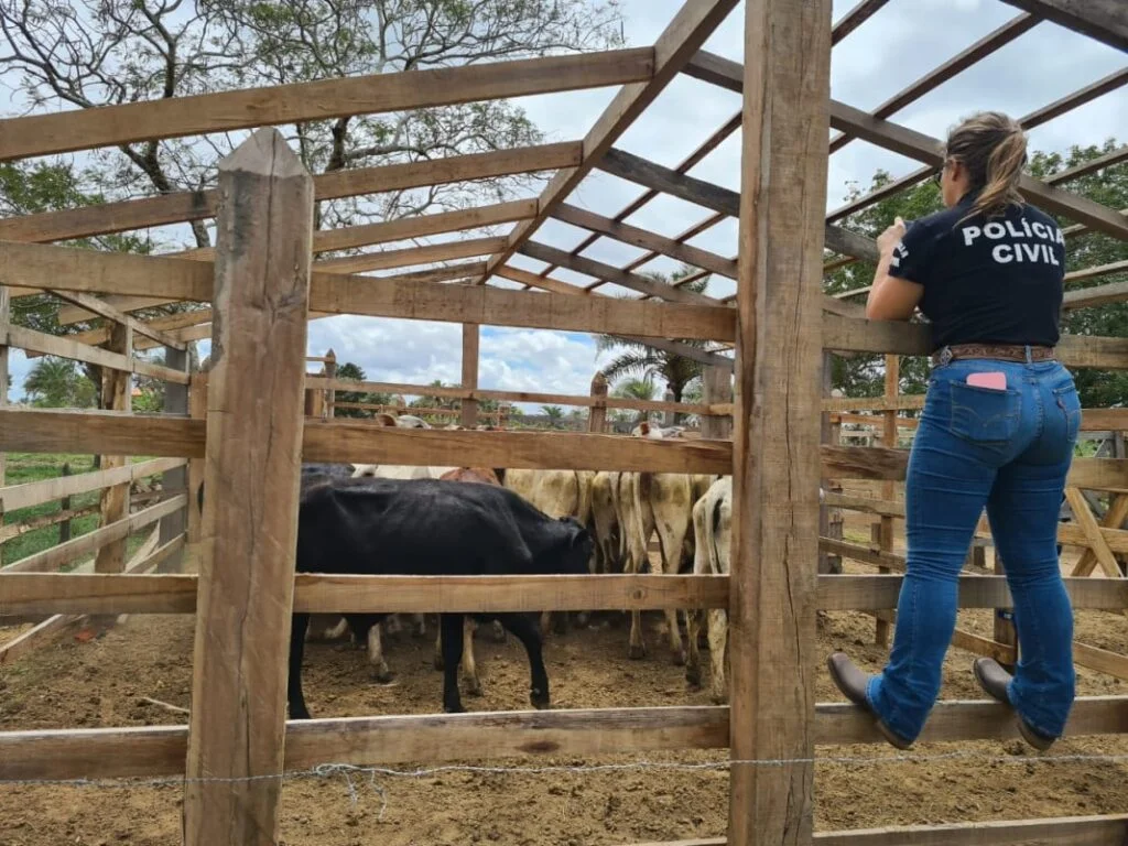 Você viu? Homem é preso após golpe com compra de gado de R$ 100 mil 2 gado