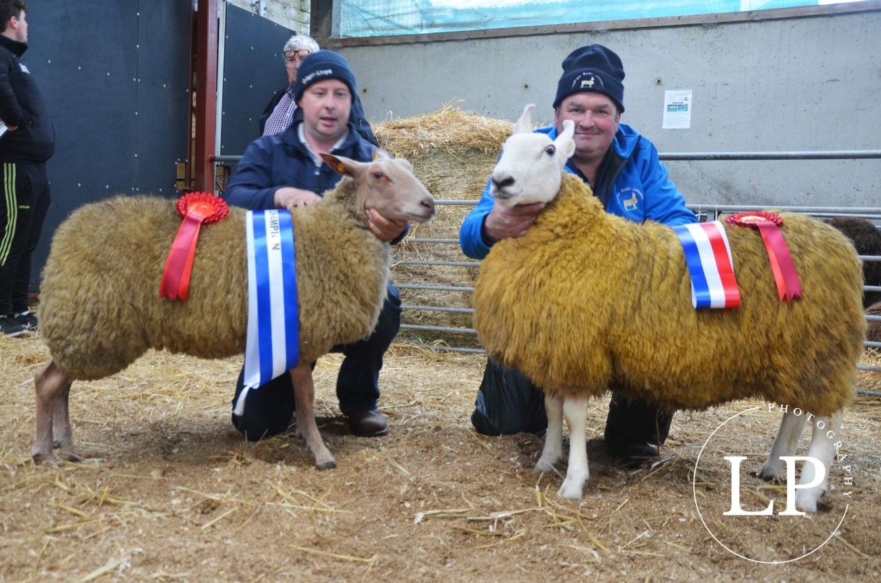 2nd rare and minority breed sale tops e1280 1