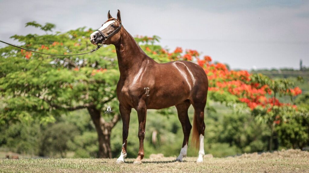 3º Leilão Entre Amigos traz exemplares com o melhor da raça Mangalarga 5 3º Leilão Entre Amigos traz exemplares com o melhor da raça Mangalarga