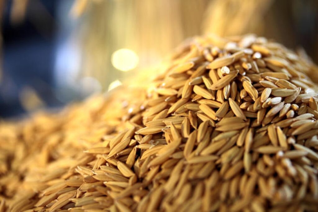 Exportações de arroz 1,8 milhão de ton, diz Abiarroz
