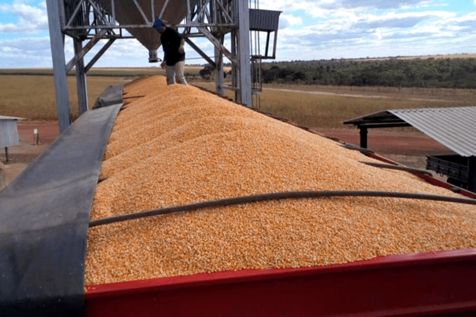 Anec reduz previsao de exportacao de milho em dezembro para