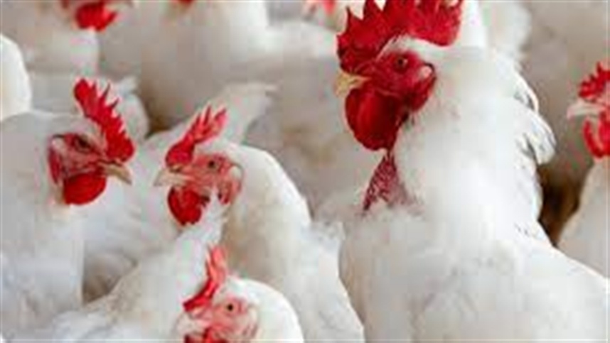 Brasil intensifica prevencao contra a gripe aviaria