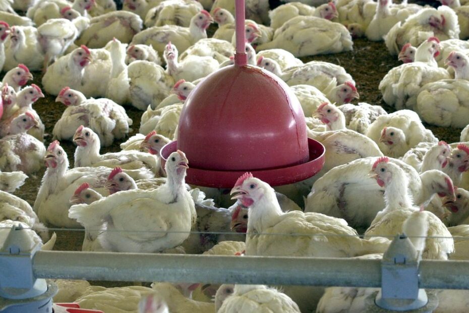 Brasil reforca acoes de biosseguranca para prevenir influenza aviaria