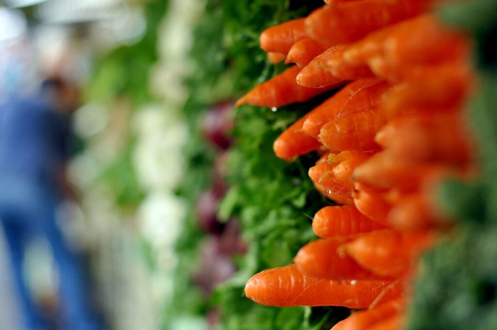 Carmela: nova cultivar de cenoura  