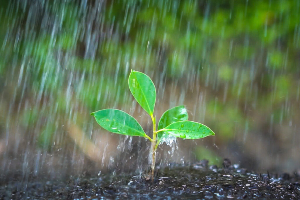 Chuva prevista para esta semana sera alivio para produtores