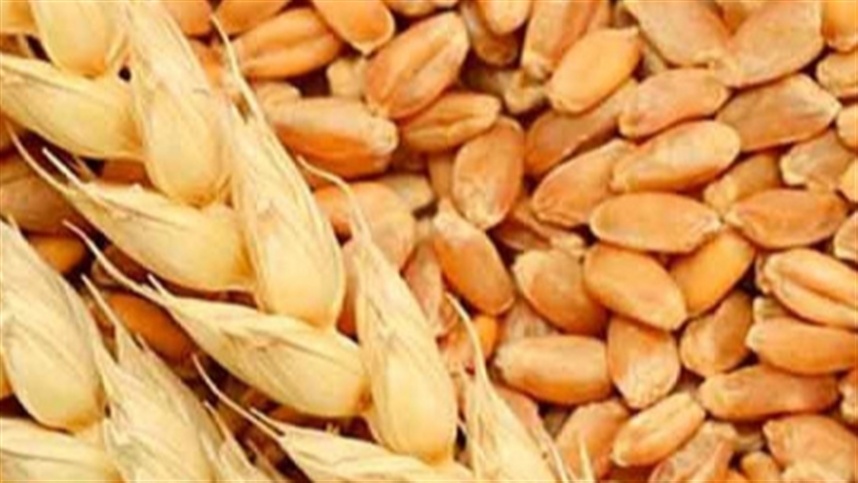 Cultivo de trigo no semiárido cearense