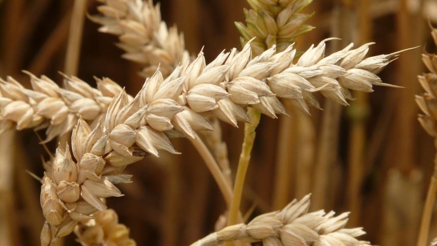 Conheca o perfil nutricional do trigo e seus beneficios para