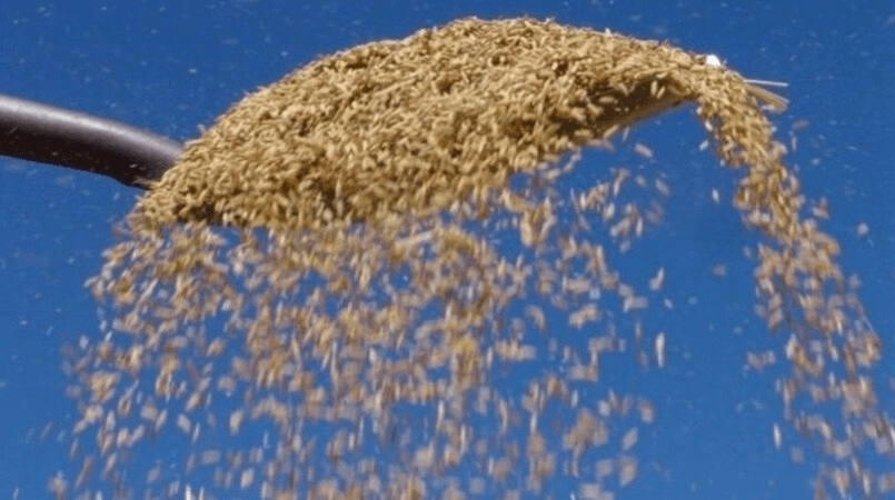Exportacao recorde aumenta preco do arroz em 2022 diz Cepea