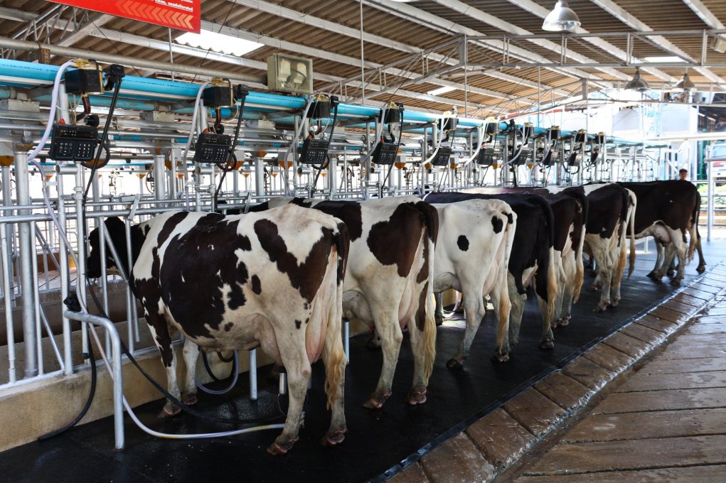 Mercado do leite: um ano de altos e baixos