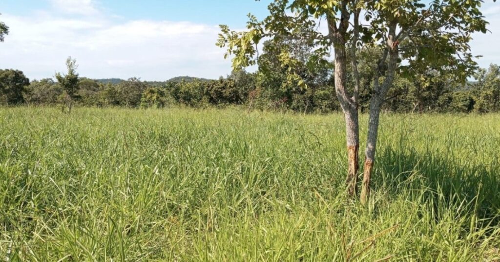 Integra Zebu apresenta resultados na Unidade Demonstrativa em Goias •