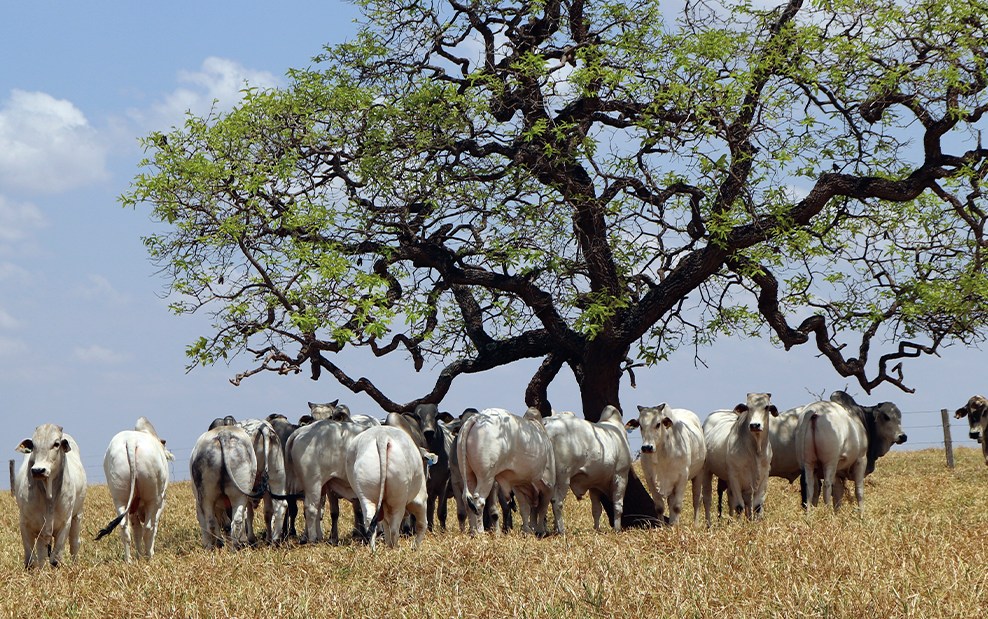 MSD Saude Animal compra empresa de tecnologia na pecuaria