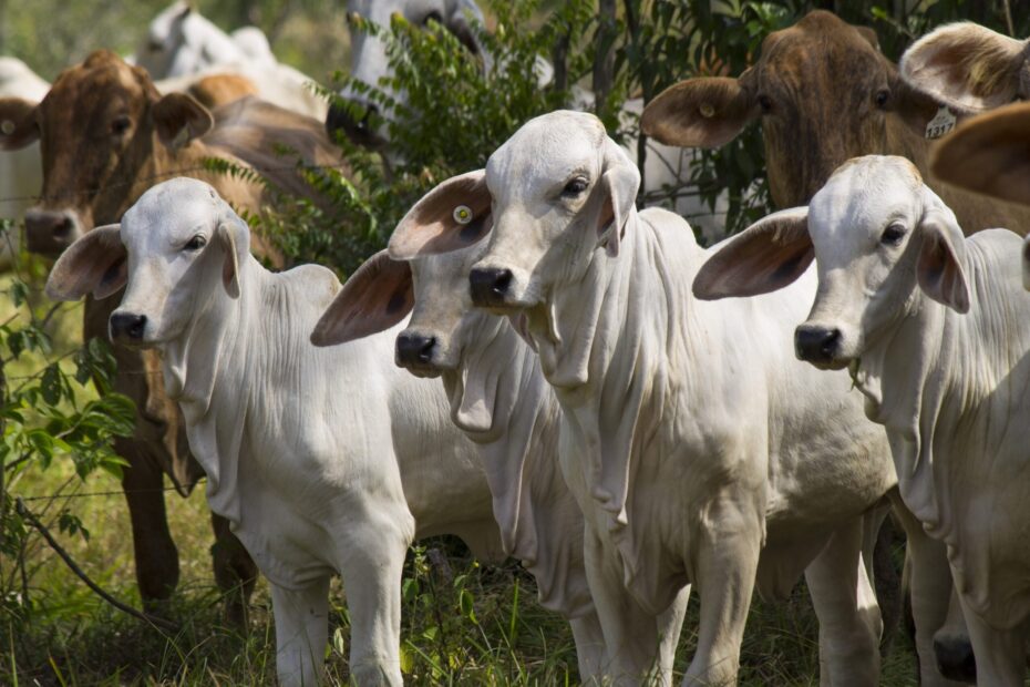 Maior oferta de bovinos exportacao recorde e mercado interno pressionado