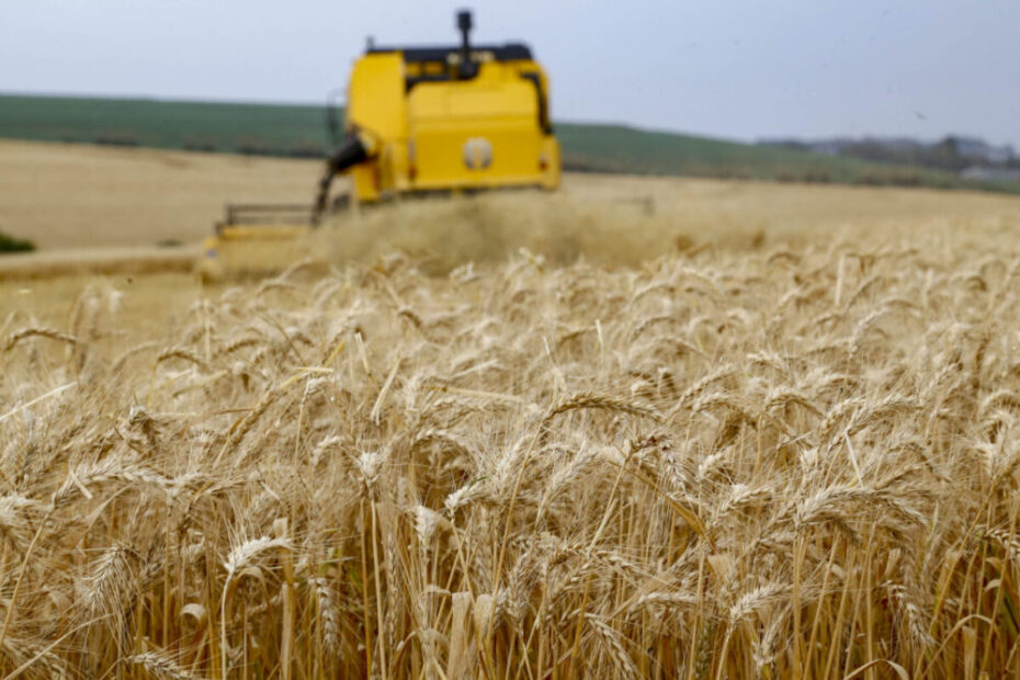 Mercado impulsiona producao de trigo que atinge novo recorde com