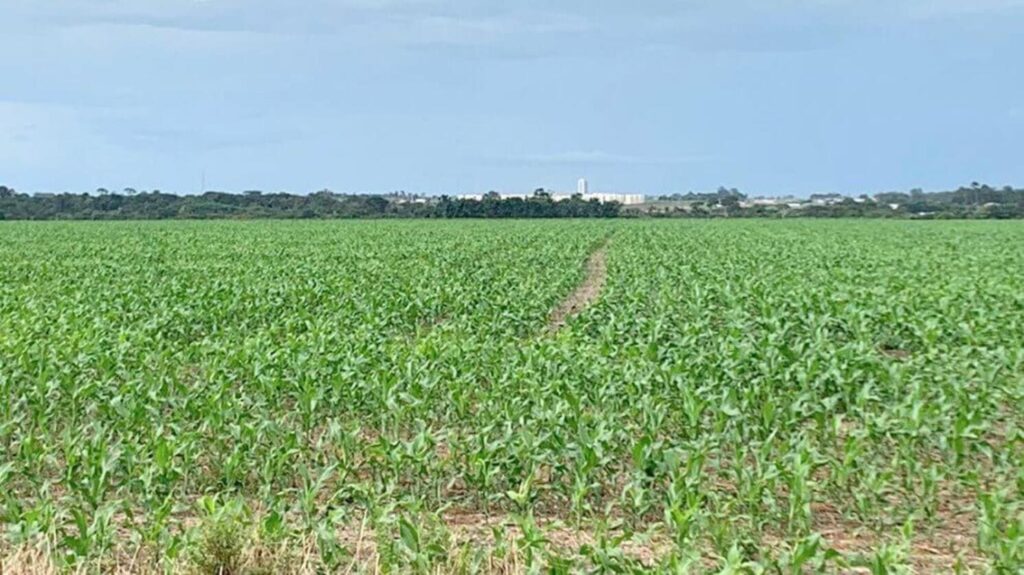 Produção de milho em Mato Grosso aumentou bastante