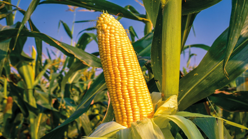 Negocios envolvendo milho estao lentos no Brasil