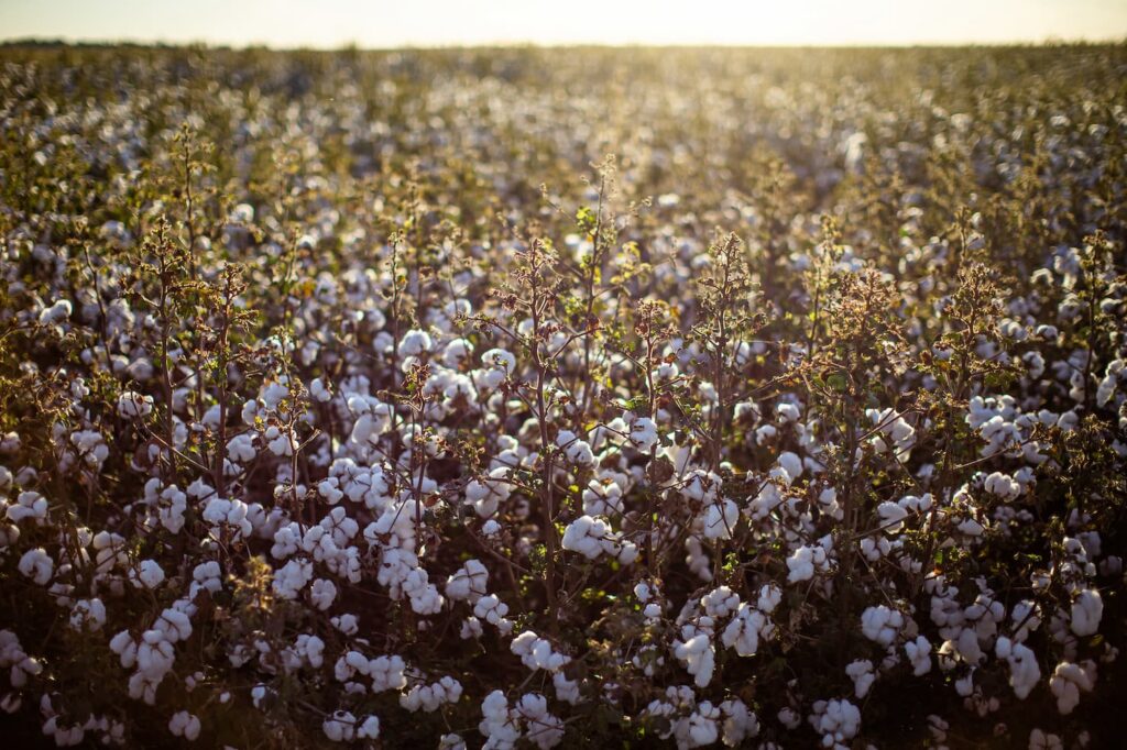 Veja aonde teve aumento na produção de algodão