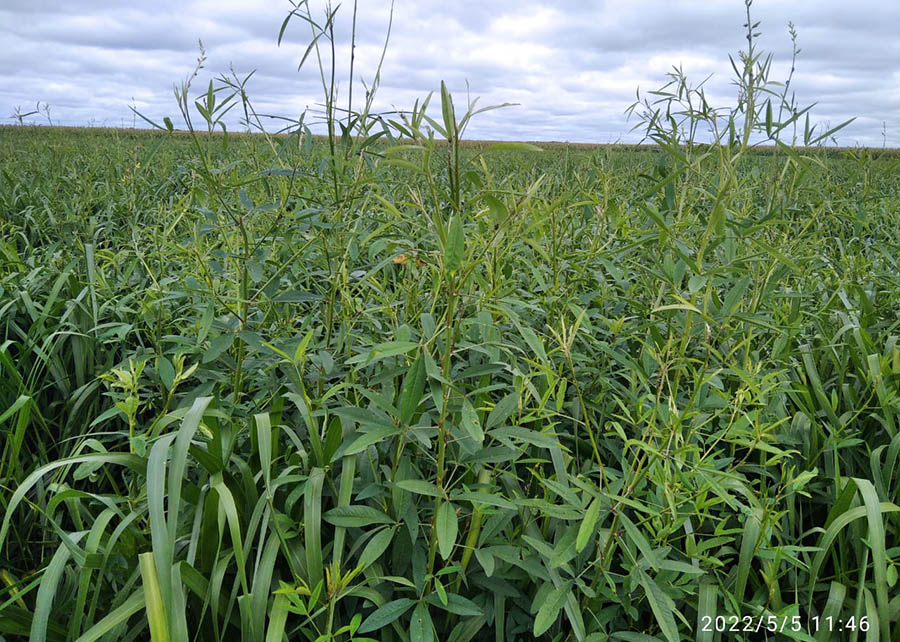 Produtividade da soja cresce ate 20 em consorcio de capim