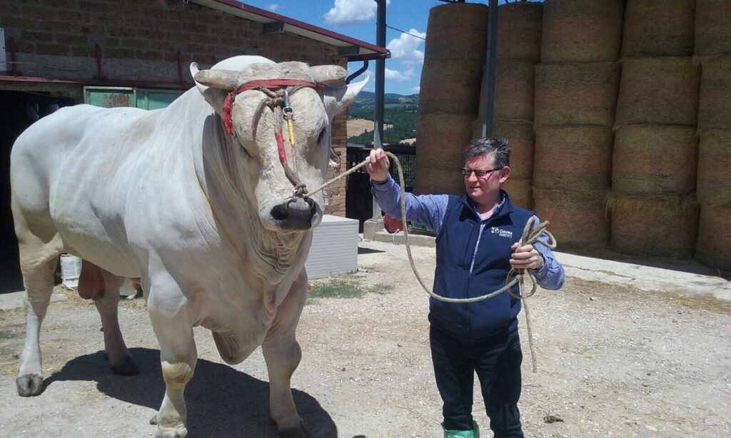 Raca Chianina produz boi de 1700 kg veja a carcaca