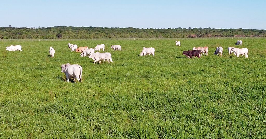 mapeamento de pastagens é tema de reunião do GTPS 2 mapeamento de pastagens