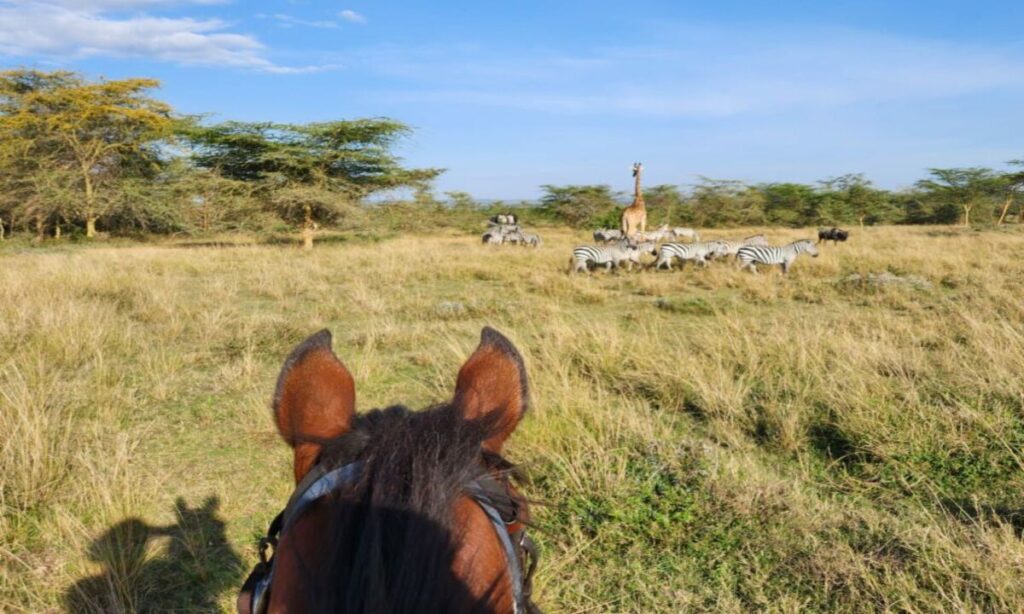 Toda beleza da natureza e dos cavalos no Quênia 