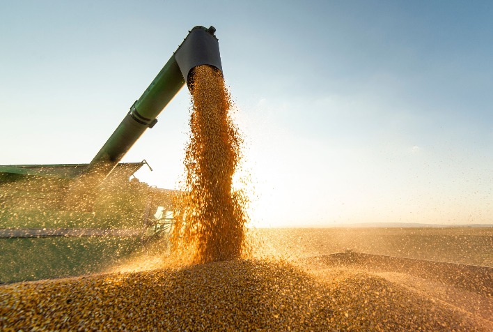 Safra de milho em Mato Grosso cresce e deve atingir