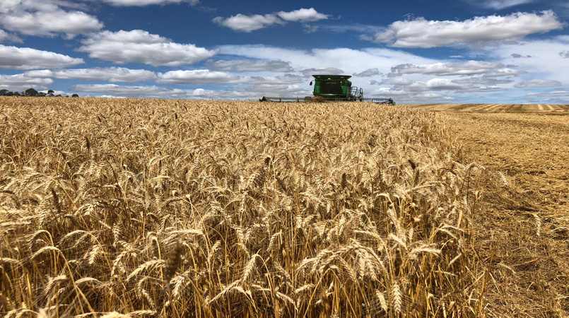 Safra de verão tem expectativa positiva para o trigo
